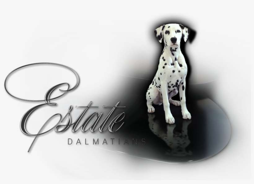Dalmatian, transparent png