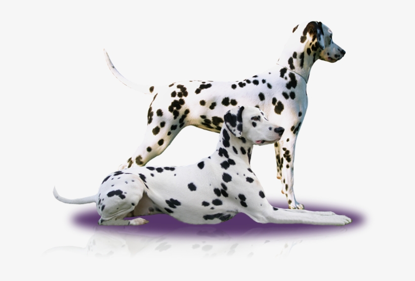 News - Dalmatian, transparent png