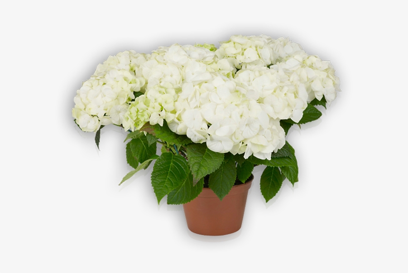 Vanilla Sky - Hydrangea Vanilla Sky, transparent png