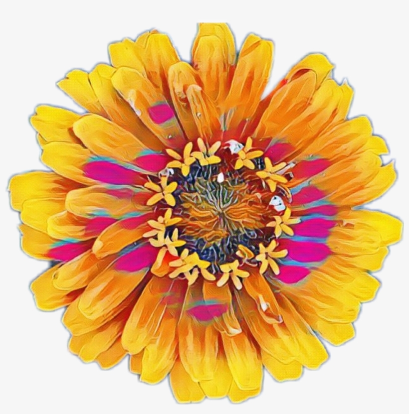 Common Zinnia, transparent png