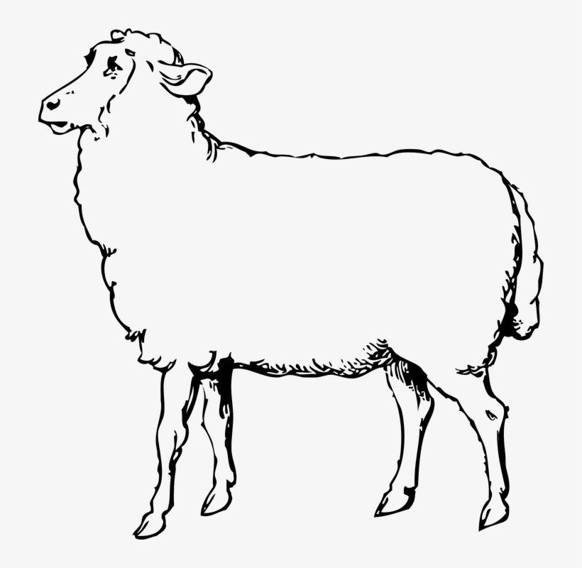 712 X 720 3 - Sheep Images Black And White, transparent png