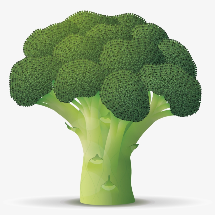 Brocoli - Broccoli Branch, transparent png