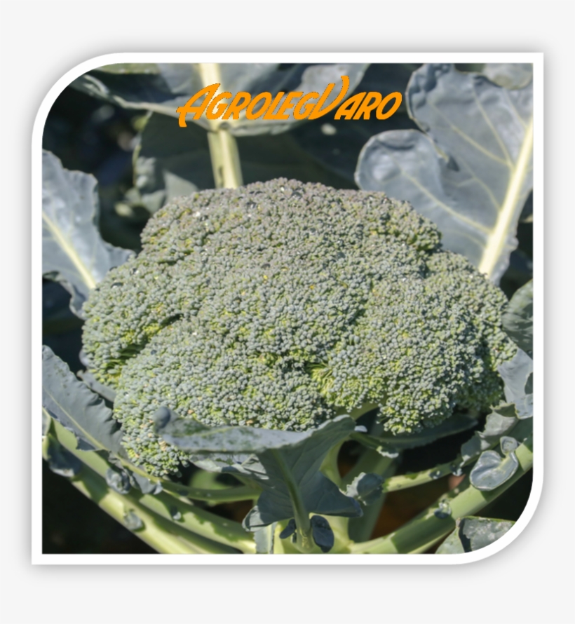 Seminte De Broccoli Batory F1 - Broccoli, transparent png