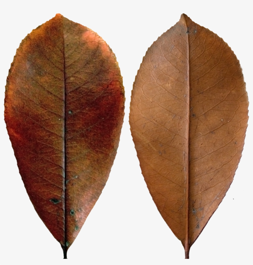Dark Red Leaf - Black Gum, transparent png