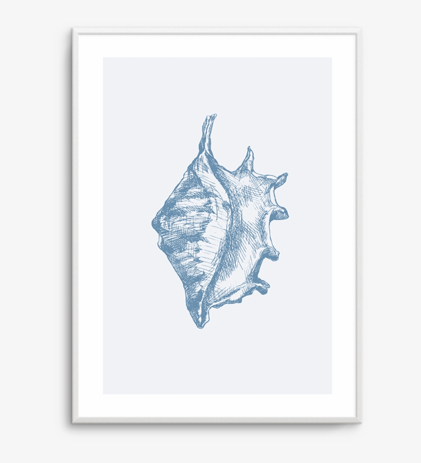 Seashell - Conch - Manta Ray, transparent png