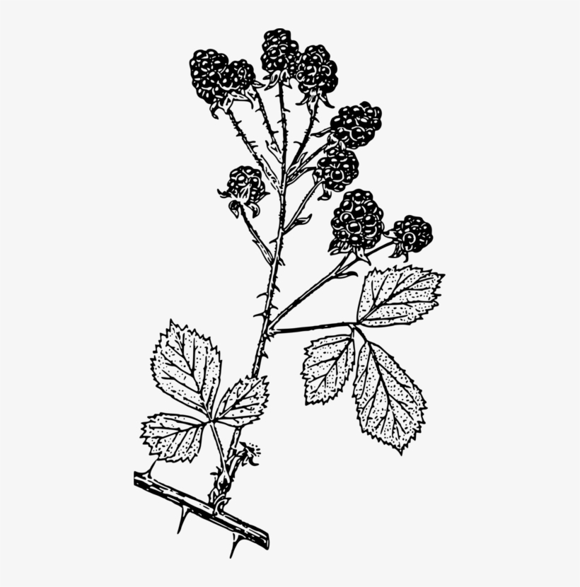 Blackberry Bold 9900 Blackberry Bold 9700 Drawing - Rose, transparent png