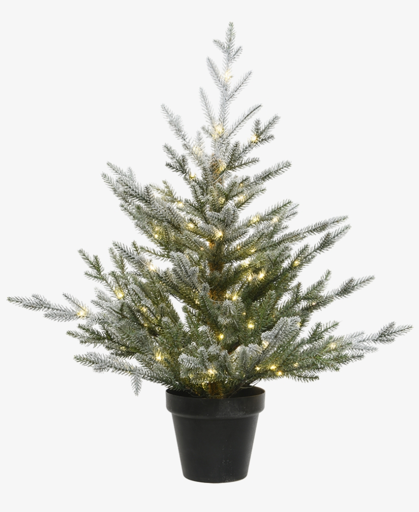 Christmas Tree In A Pot, With Led Lighting, - Houseplant, transparent png