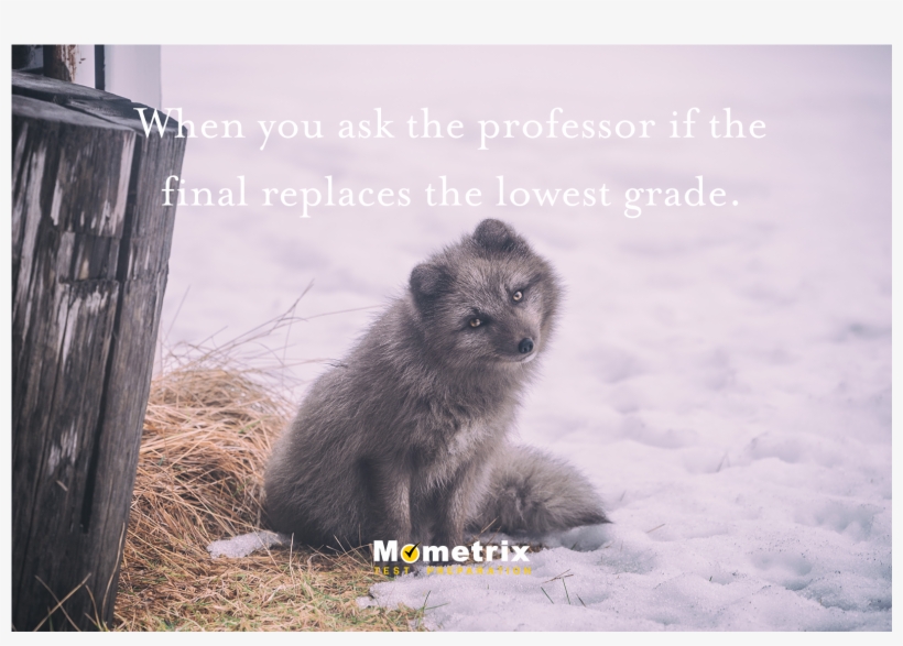 🎓 Mometrix Test Prep On Twitter - Znacenje Imena Vukasin, transparent png
