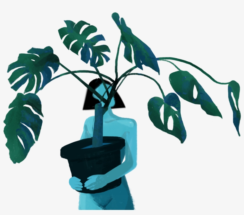 Created A Series Of Studies On The Monstera Deliciosa, - Illustration, transparent png