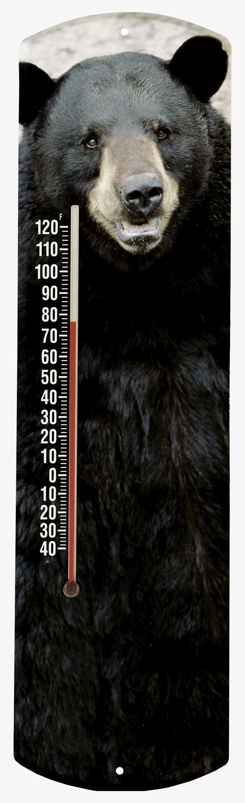 Black Bear 375hires - Grizzly Bear, transparent png