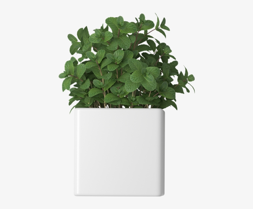 Mint In Flowerpot - Flowerpot, transparent png
