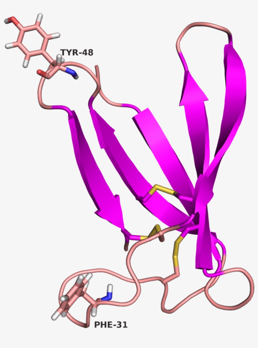 Purple Arrows Show Β-sheets, Lines In Light Red Indicate, transparent png