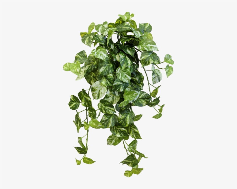 Share This Image - Devils Ivy Png, transparent png