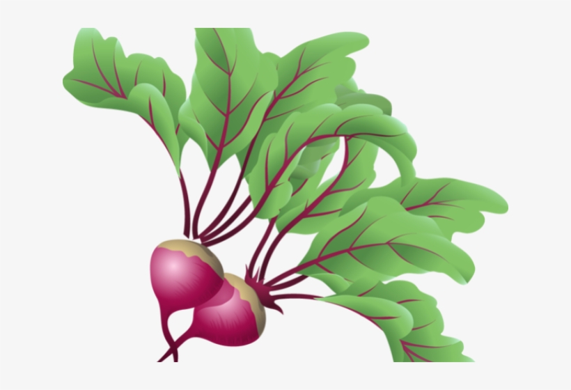 Beets Cliparts - Transparent Clip Art Vegetable, transparent png