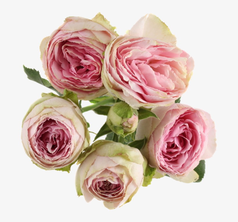 Pink Lace - Rosa × Centifolia, transparent png
