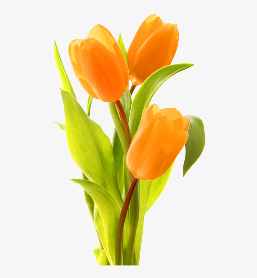 Keukenhof Indira Gandhi Memorial Tulip Garden Bouquet - Tulip, transparent png