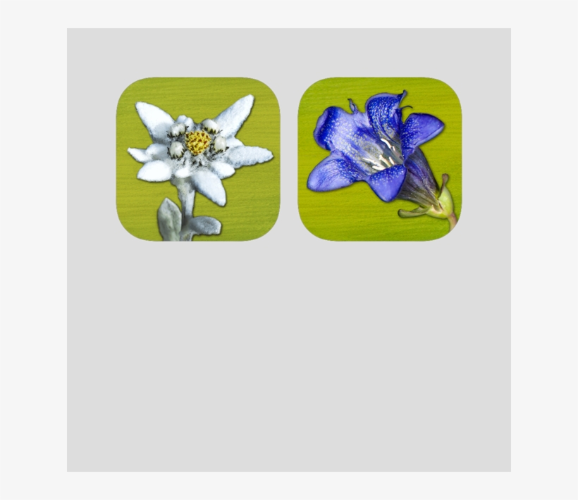 Field Guide Alpine Flower Discover The Flora Of The - Edelweiss, transparent png