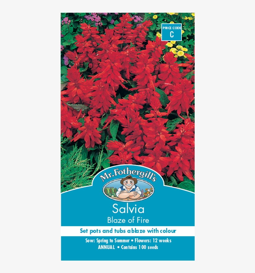Mr Fothergill's Salvia Blaze Of Fire Seed - Salvias Bunnings, transparent png