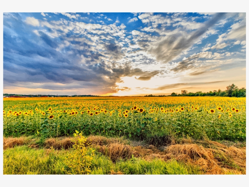 It Has Long Been Known That Plants Grow Directionally, - Hungary Field, transparent png