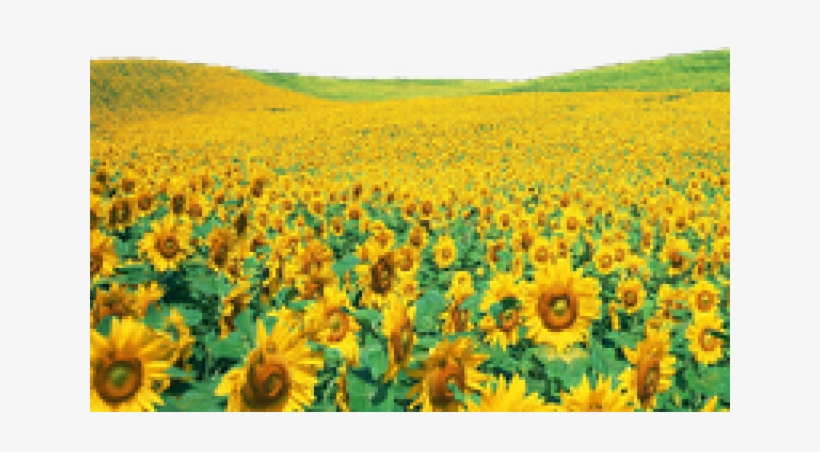 Sunflowers Clipart Shrub - Sunflowers Png, transparent png