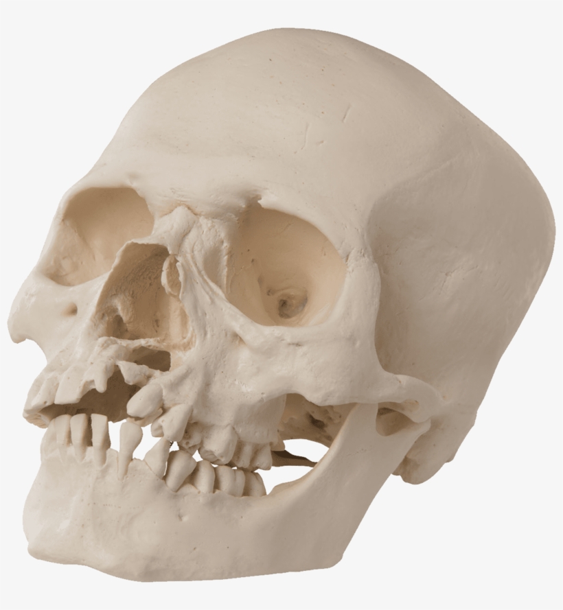 Skull, transparent png