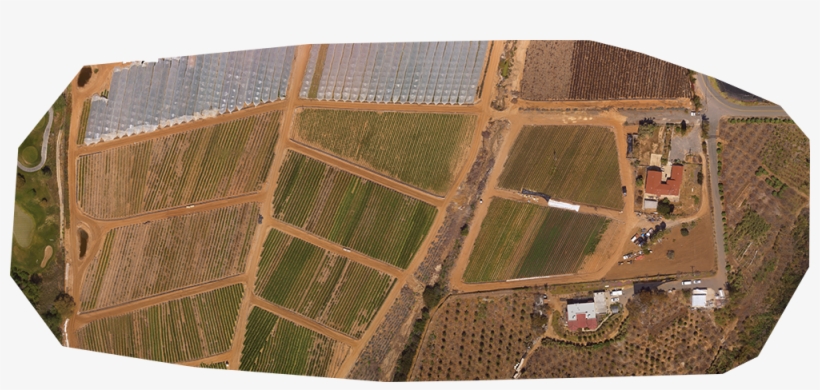 Flower Field 2 - Aerial Photography, transparent png