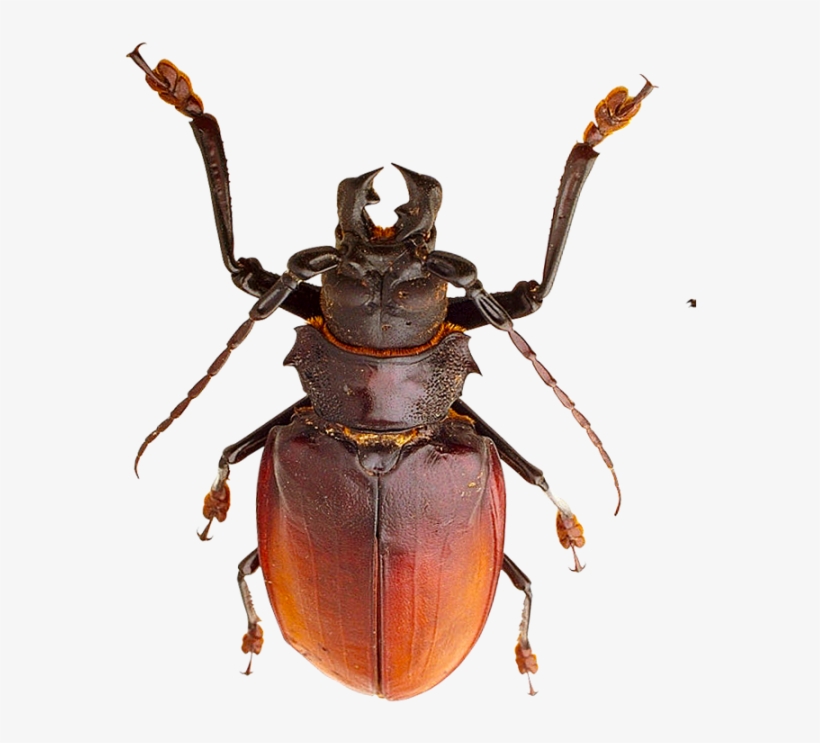 Small Insects Png - Insects, transparent png