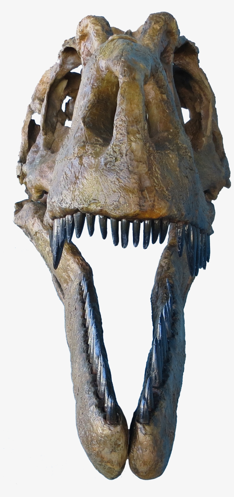 Daspletosaurus Face - Daspletosaurus Judith River Formation, transparent png