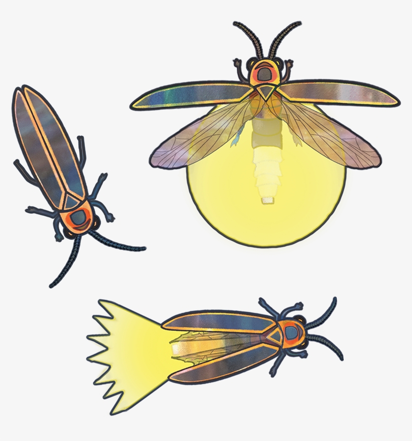 Net-winged Insects, transparent png