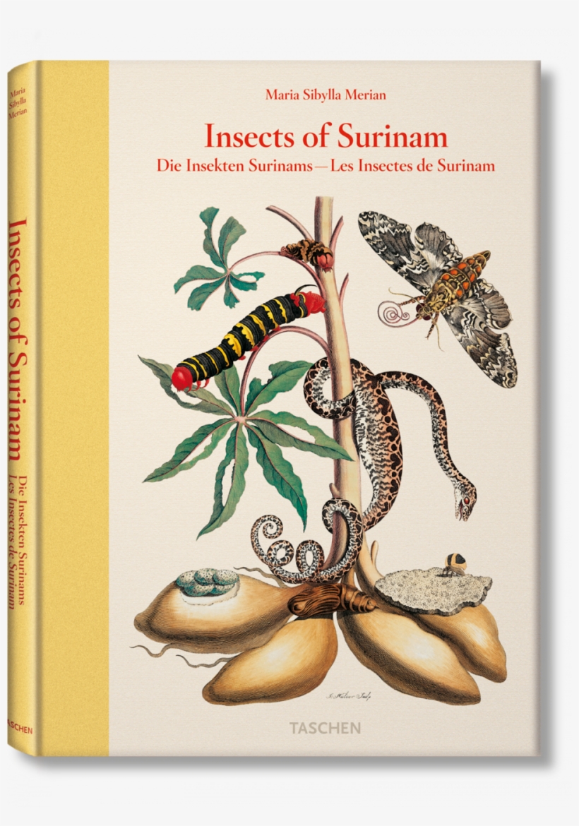 Insects Of Surinam - Maria Sibylla Merian Insects Of Surinam, transparent png