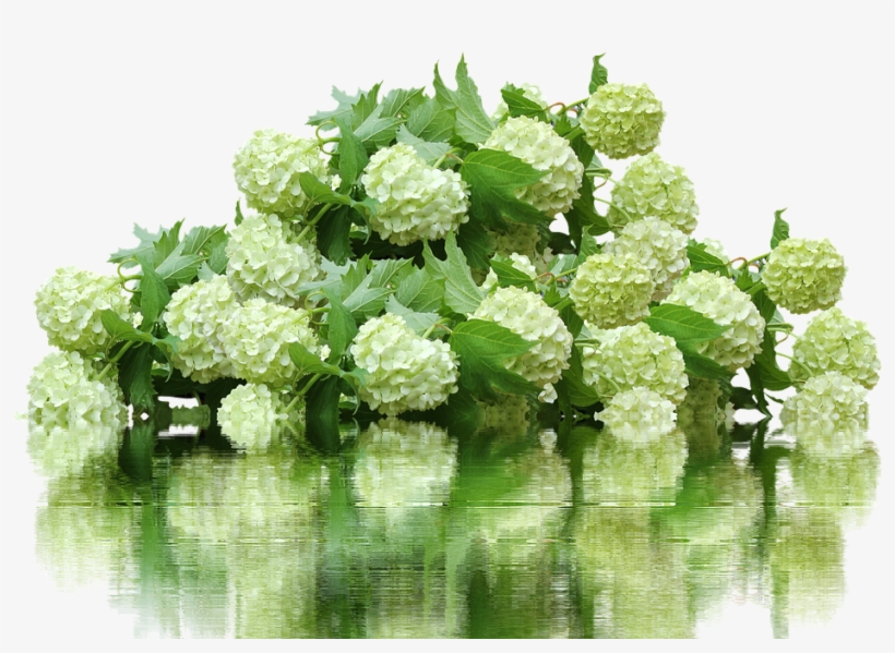 Hydrangea, Hydrangea Bush, Flower Garden, Flowers - Hydrangea Bush Png, transparent png