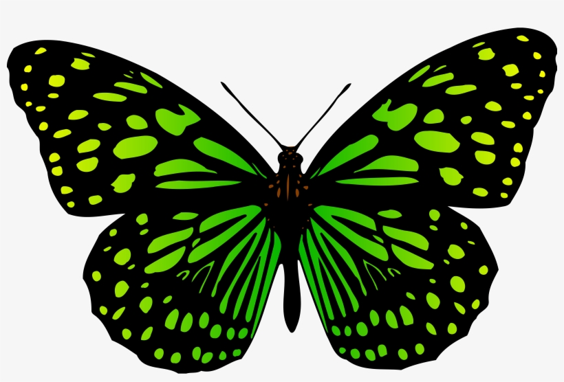 A Butterfly Insect Zazzle Cabbage White - Butterfly, transparent png