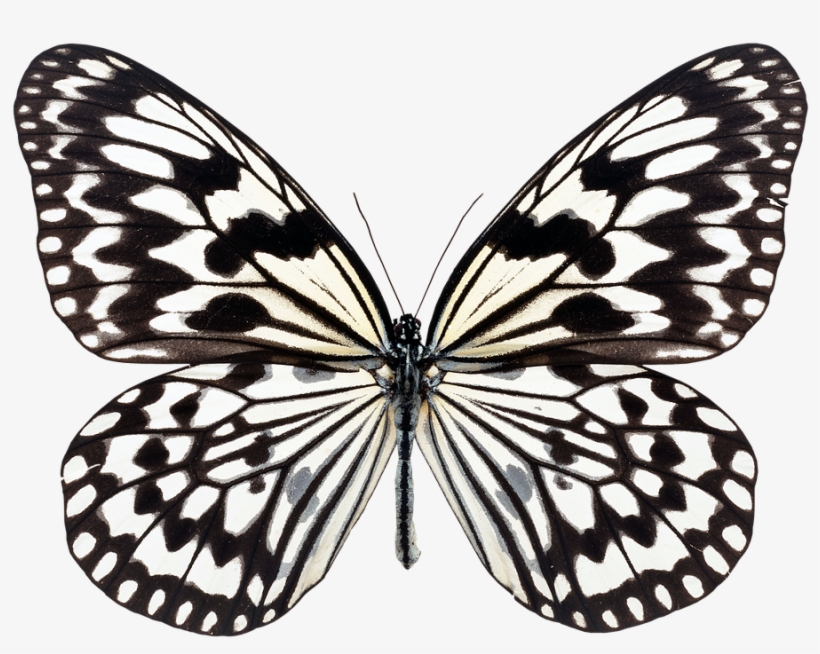 Butterfly, Fly, Nature - Black And White Butterfly, transparent png