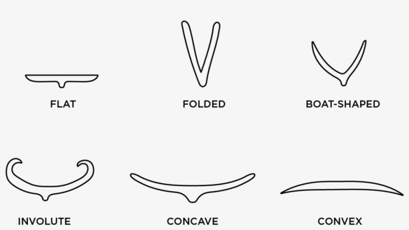 Illustrated Diagram Of Grass Leaf Blade Cross Sections - Line Art, transparent png