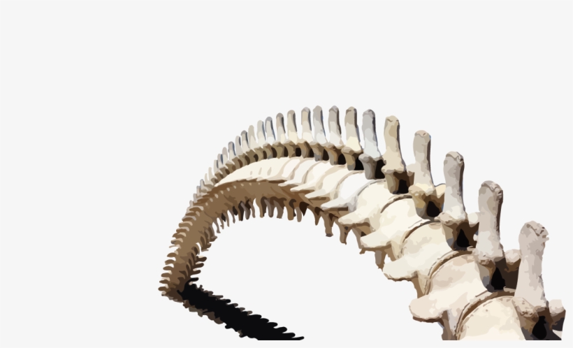 A Pile Of Steeming Content - Whale Bone House, transparent png