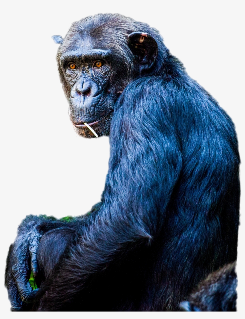 Chimpanzee Png Image - Common Chimpanzee, transparent png