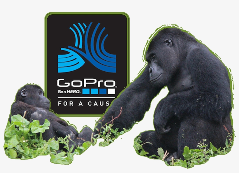Mountain Gorilla, transparent png