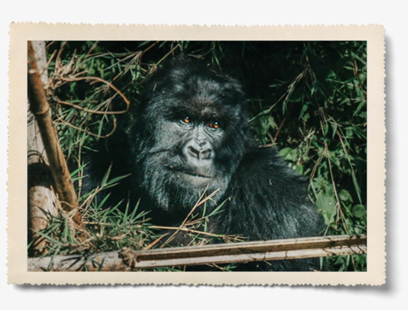 Aaron Pinkston - Mountain Gorilla, transparent png
