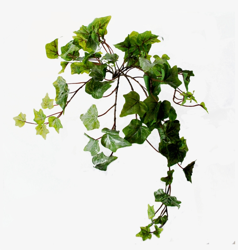Flowerdutchess Ivy Light Frosted Green 45 Cm - Swamp Maple, transparent png