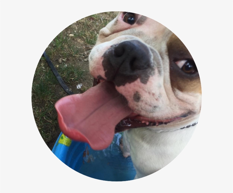 Doggie Inn Testimonial - Companion Dog, transparent png