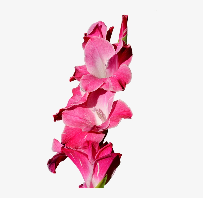 Gladiolus Png - Purple Gladiolus Flowers Png, transparent png