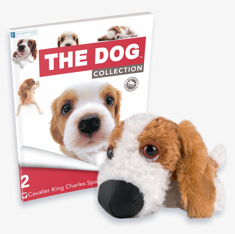 Cavalier King Charles - Companion Dog, transparent png