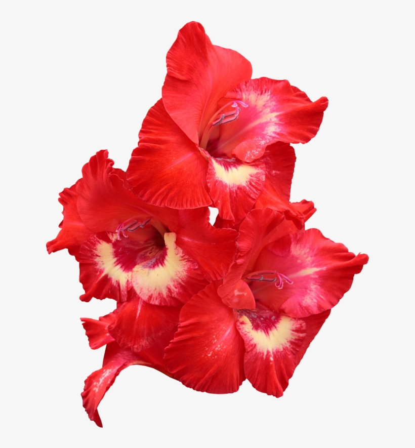 Red Gladiolus - Gladiolo Rojo Png, transparent png