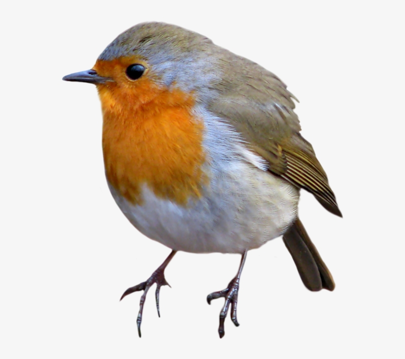 Animals Images, Wrens, Robin Bird, Photoshop, Potager - Flash Cards Free Animals, transparent png