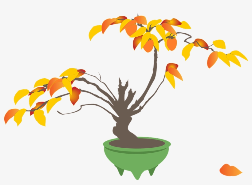 Persimmon, Persimmon Trees, Bonsai, Autumn - Bonsai, transparent png