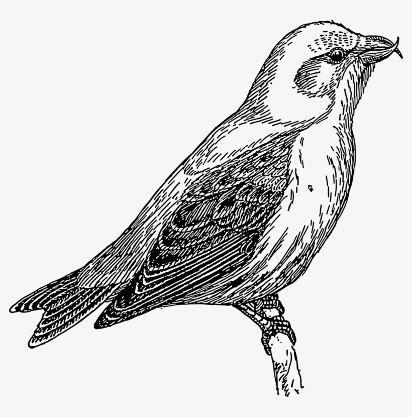 784 X 750 0 0 - Cuckoo Clipart Black And White, transparent png