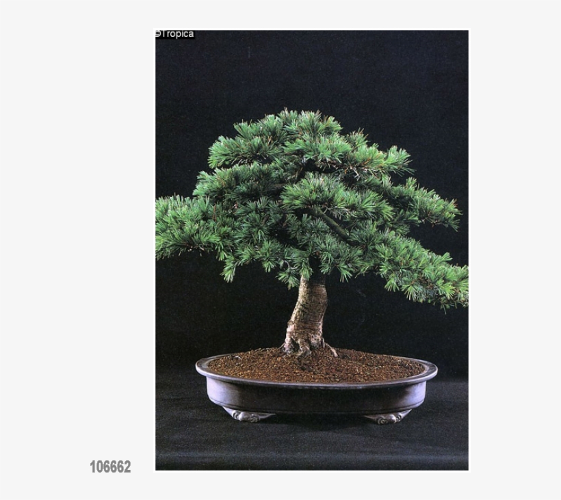 Lebanon Cedar 20 Seeds, Lat - Bonsai Cedro Del Libano, transparent png
