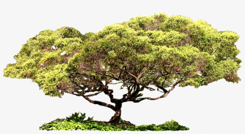Bonsai, Photoshop, String Garden - Sageretia Theezans, transparent png