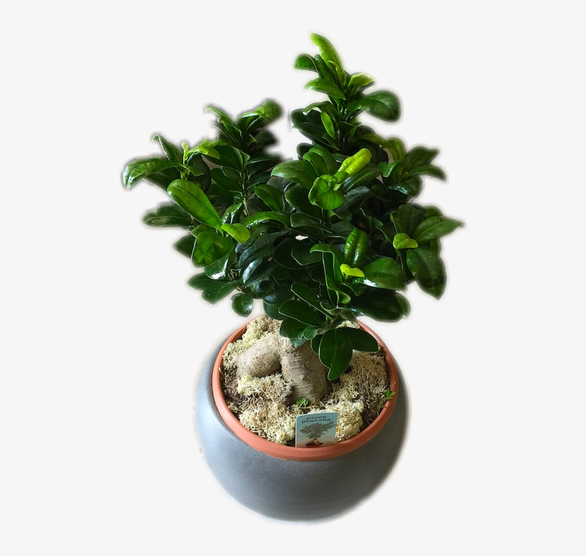Bonsai, transparent png