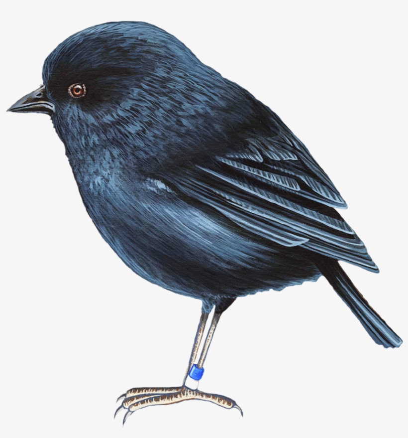 Hand-painted By Nz Artist, transparent png